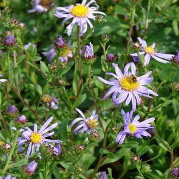 Aster frikartii Wunder von Stäfa - Sommer-Aster