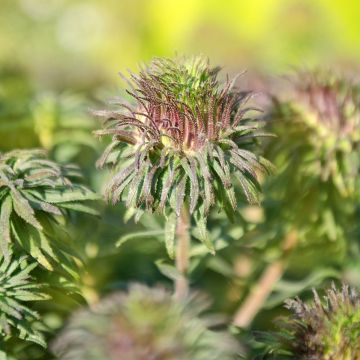 Aster novae-angliae Ann Leys - Neuenglische Aster