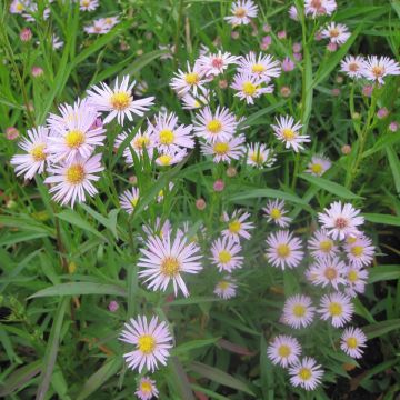 Aster hybride Ochtendgloren - Aster d'automne