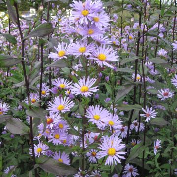 Aster laevis Calliope - Glatte Aster