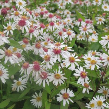 Aster lateriflorus Chloe - Herbstaster