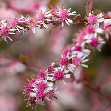 Aster lateriflorus Lady In Black - Herbstaster