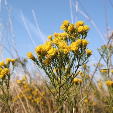 Aster linosyris - Goldhaar-Aster