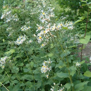 Aster macrophyllus Albus - Großblättrige Aster