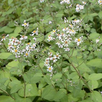 Aster macrophyllus - Großblättrige Aster