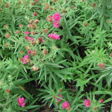 Aster novae-angliae Rosanna - Aster grand d'automne.