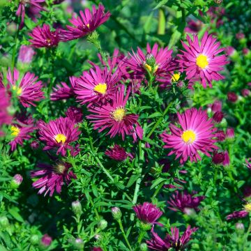 Aster novi-belgii Crimson Brocade - Glattblatt-Aster