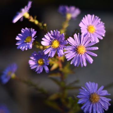 Aster novi-belgii Dauerblau