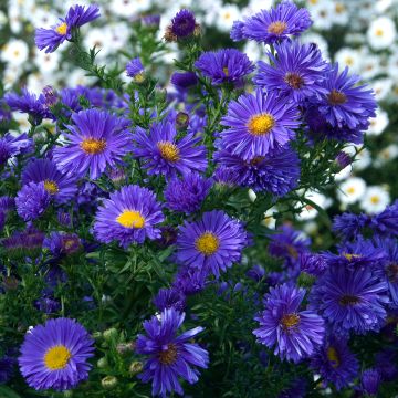 Aster novi-belgii Eventide - Glattblatt-Aster