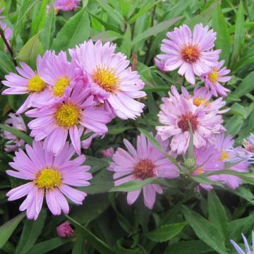 Aster novi-belgii Flamingo - Aster grand d’automne