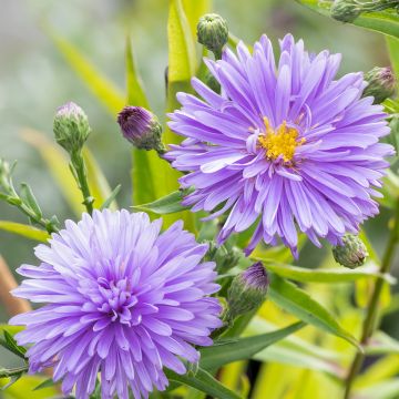 Aster novi-belgii Marie Ballard - Aster grand d’automne