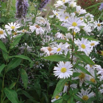 Aster novi-belgii Porzellan - Glattblatt-Aster