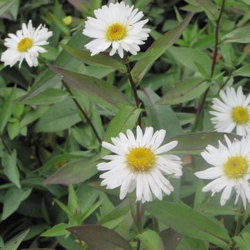 Aster novi-belgii Weisses Wunder - Glattblatt-Aster