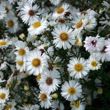 Aster novi-belgii White Lady - Glattblatt-Aster