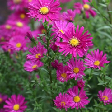 Aster novi-belgii Winston S. Churchill