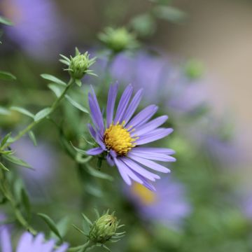 Aster oblongifolium October Skies