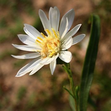 Aster ptarmicoïdes