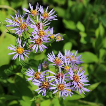 Aster puniceus