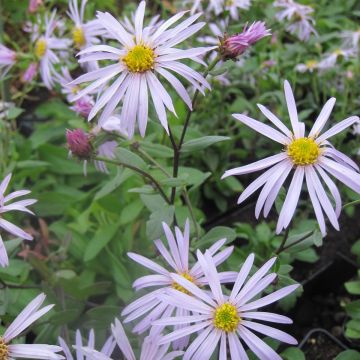 Aster pyrenaeus Lutetia - Pyrenäen-Aster