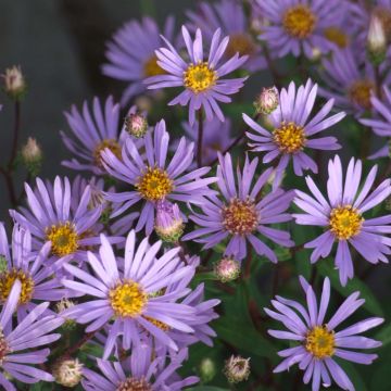 Aster radula - Raspel-Aster