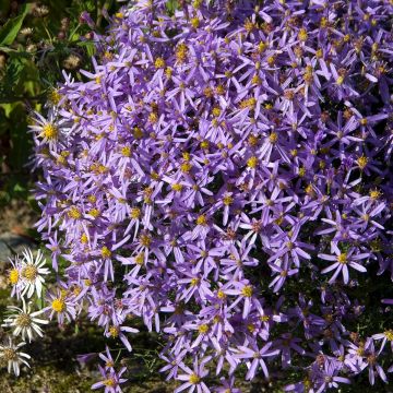 Aster sedifolius Nanus - Aster à feuilles de sedum