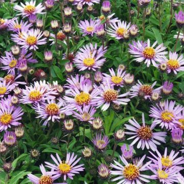 Aster sibiricus - Arktische Aster