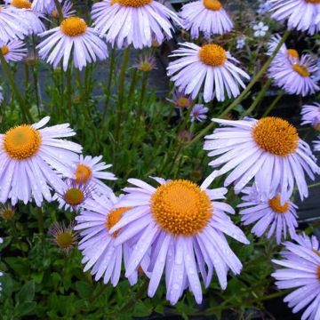 Aster tongolensis Berggarten - Frühlings-Aster