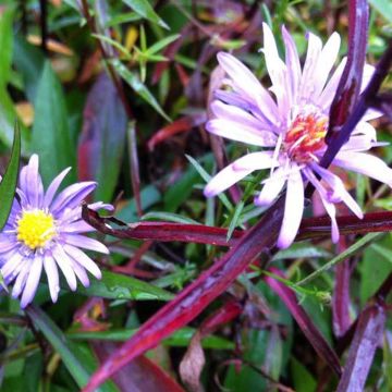 Aster turbinellus - Prärie-Aster