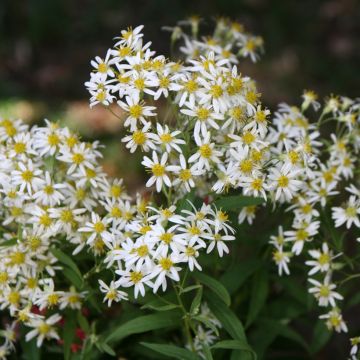 Aster umbellatus Weisser Schirm - Doldige Aster