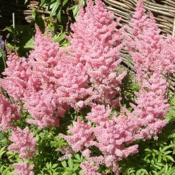 Astilbe Astilbe Amerika - Prachtspiere