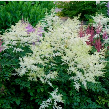 Astilbe Avalanche - Prachtspiere