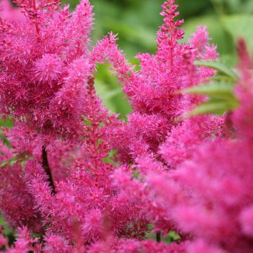 Astilbe chinensis Vision in Pink - Prachtspiere