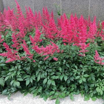 Astilbe chinensis Vision in Red - Prachtspiere