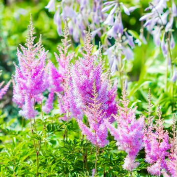 Astilbe arendsii Amethyst - Prachtspiere