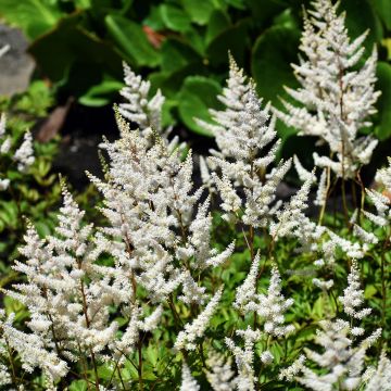 Astilbe arendsii Brautschleier