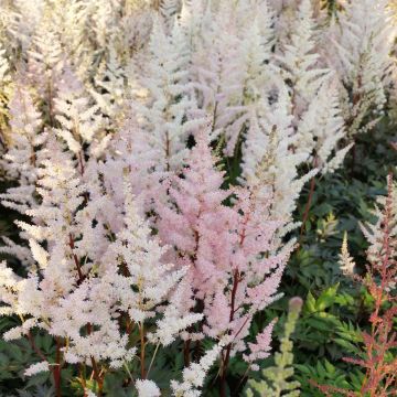 Astilbe arendsii Bumalda - Prachtspiere