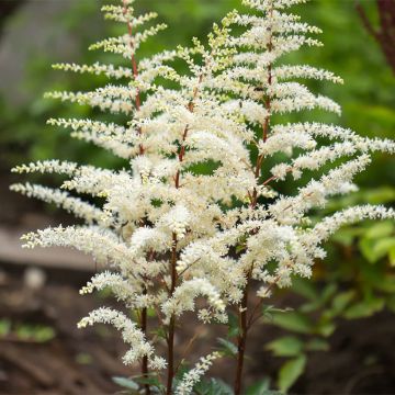 Astilbe arendsii Cappuccino - Prachtspiere