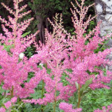 Astilbe arendsii Cattleya - Prachtspiere