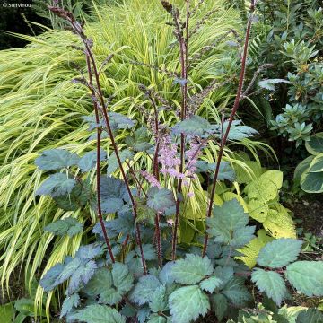 Astilbe arendsii Colour Flash - Prachtspiere