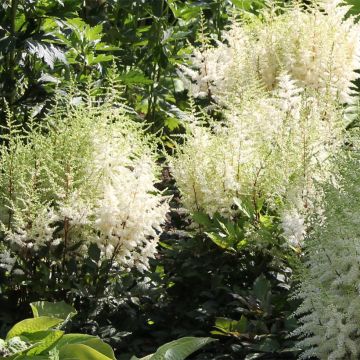 Astilbe arendsii Ellie - Prachtspiere