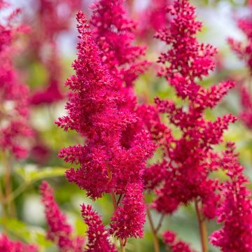 Astilbe arendsii Fanal - Prachtspiere