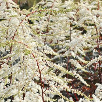 Astilbe arendsii Moccachino - Prachtspiere