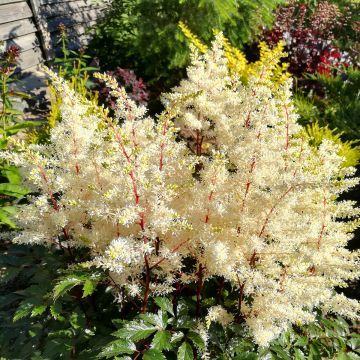 Astilbe arendsii Rock and Roll - Prachtspiere