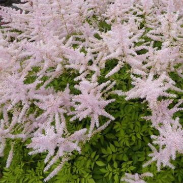 Astilbe arendsii Walkure - Prachtspiere