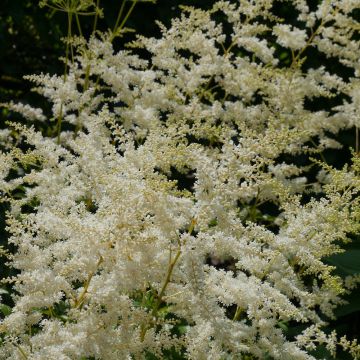 Astilbe biternata - Prachtspiere