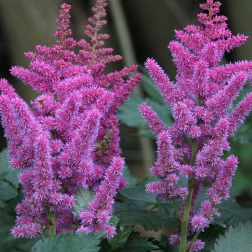 Astilbe chinensis - Prachtspiere