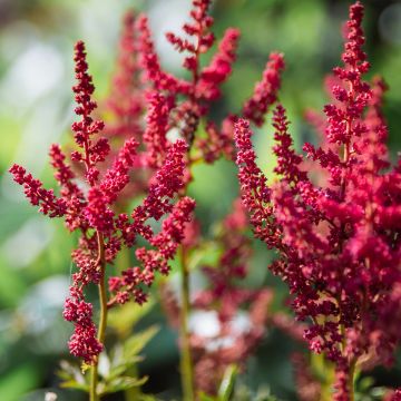 Astilbe chinensis Mighty Chocolate Cherry - Prachtspiere