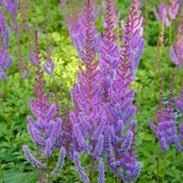 Astilbe chinensis Pumila - Prachtspiere