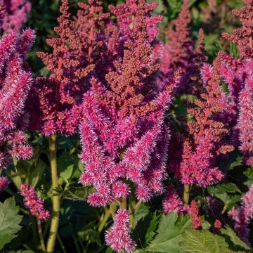 Astilbe chinensis Visions - Prachtspiere