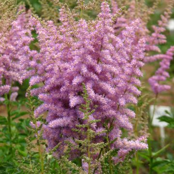 Astilbe chinensis var. davidii